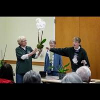 Gardening Tips Don T Throw Away Your Grocery Store Orchids Home Garden Thecommunityvoice Com