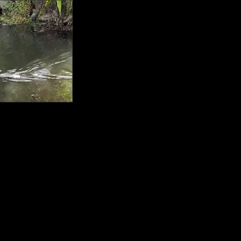 Action Tracker: A New Year’s Resolution like no “Otter” | Home & Garden
