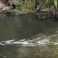 Action Tracker: A New Year’s Resolution like no “Otter” | Home & Garden Action Tracker: A New Year’s Resolution like no “Otter” | Home & Garden