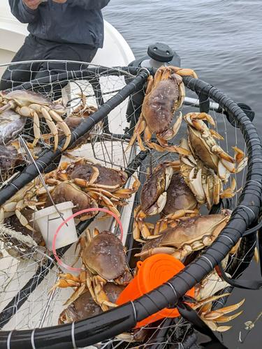 Dungeness Crab opener on the horizon for the recreational angler, Sebastopol