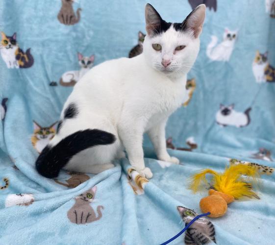 An International Flight Angel: Helping Honduran cats find forever homes | |  thecouriertimes.com