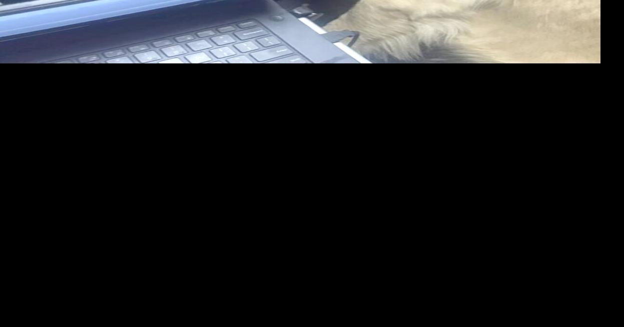 Dog alerts family to fire | News | thecouriertimes.com