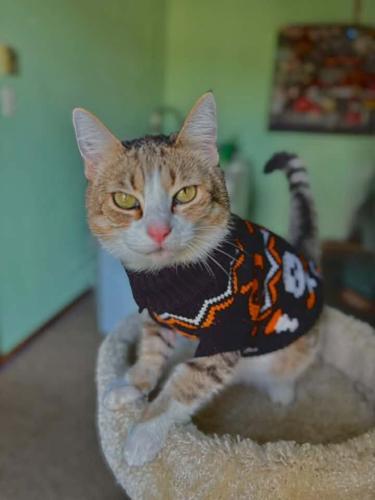 Howl Cow HAPPY HOWL-OWEEN! | News | thecouriertimes.com