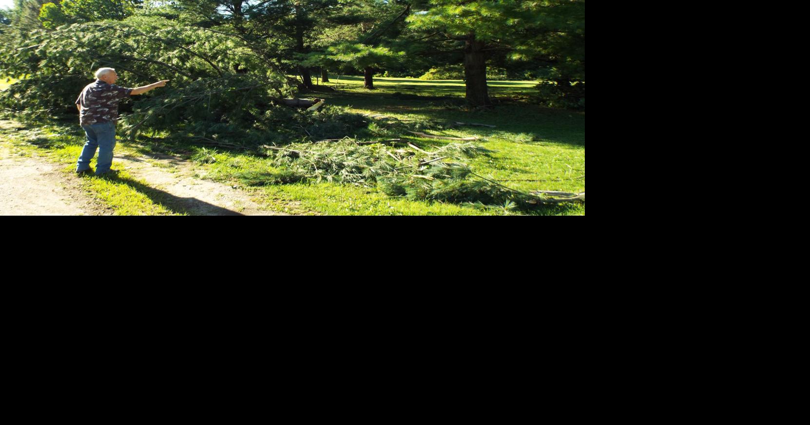 'It was like a bomb going off!'; Pop-up storm downs dozens of trees ...