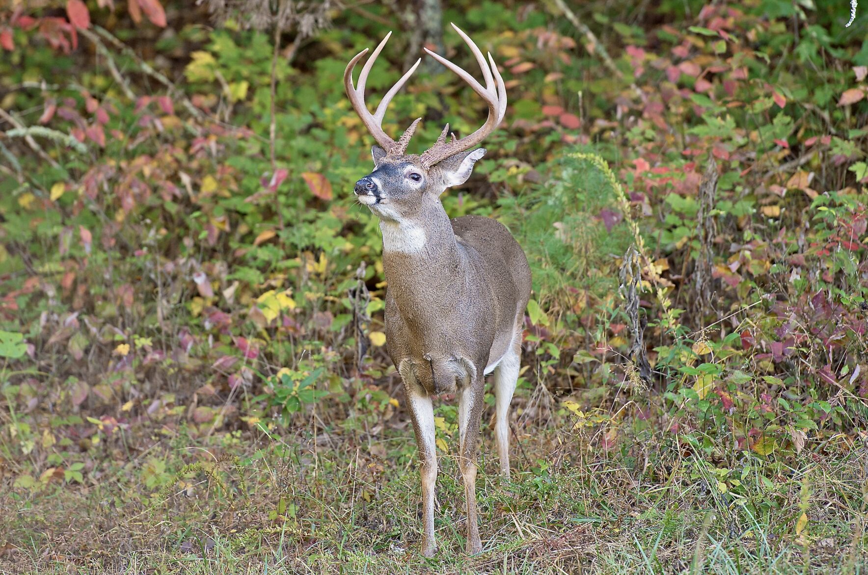 deer processor tuscaloosa