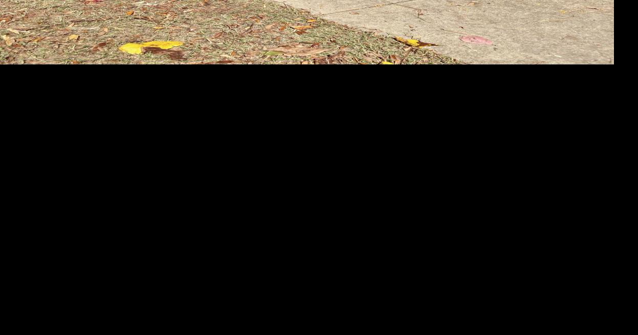 Hueytown High School Art Club's Sculpture On Display At Moss Rock Art