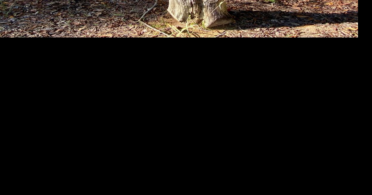 Bessemer Elks Lodge 721 Restores Dignity To Sadler's Cemetery