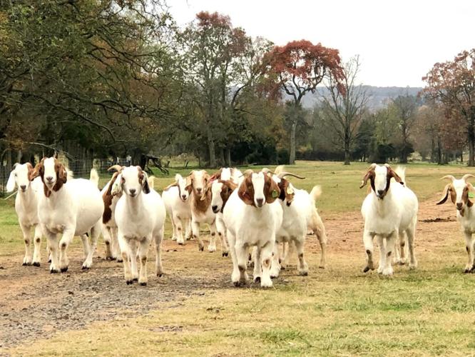 Goats in Steprock