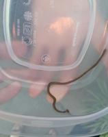 Invasive Asian worm found in White County by 9-year-old