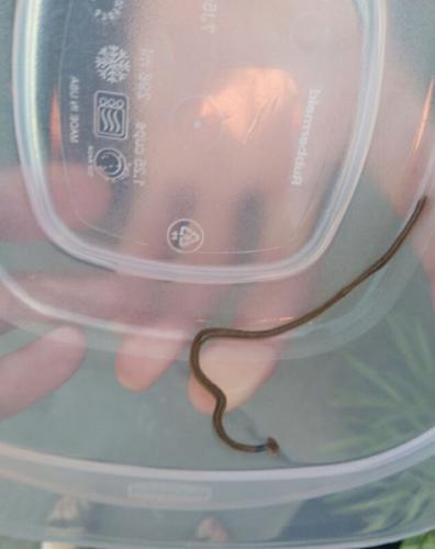 Hammerhead worm found in Searcy