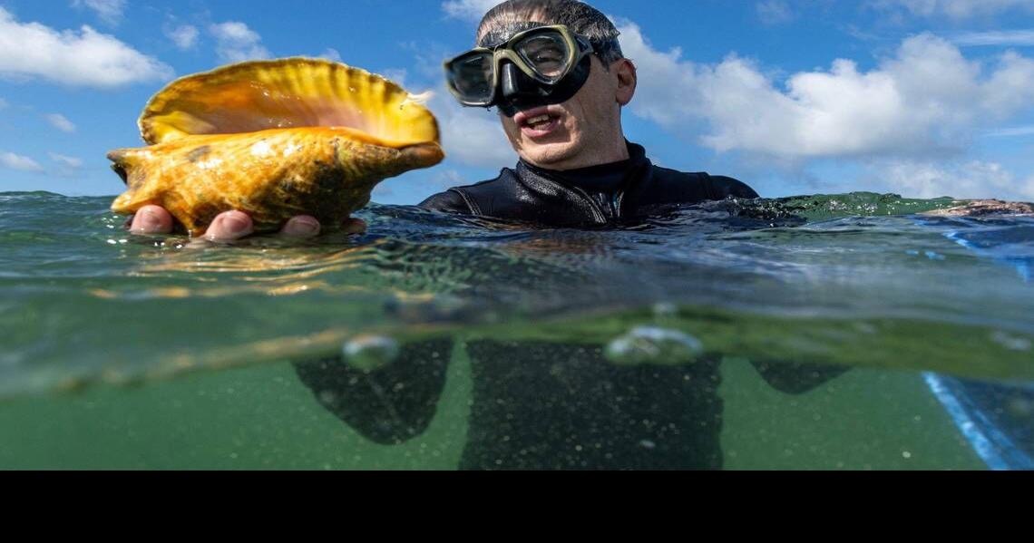Florida's sea snails are in trouble. Can moving them deeper revive their population? | News