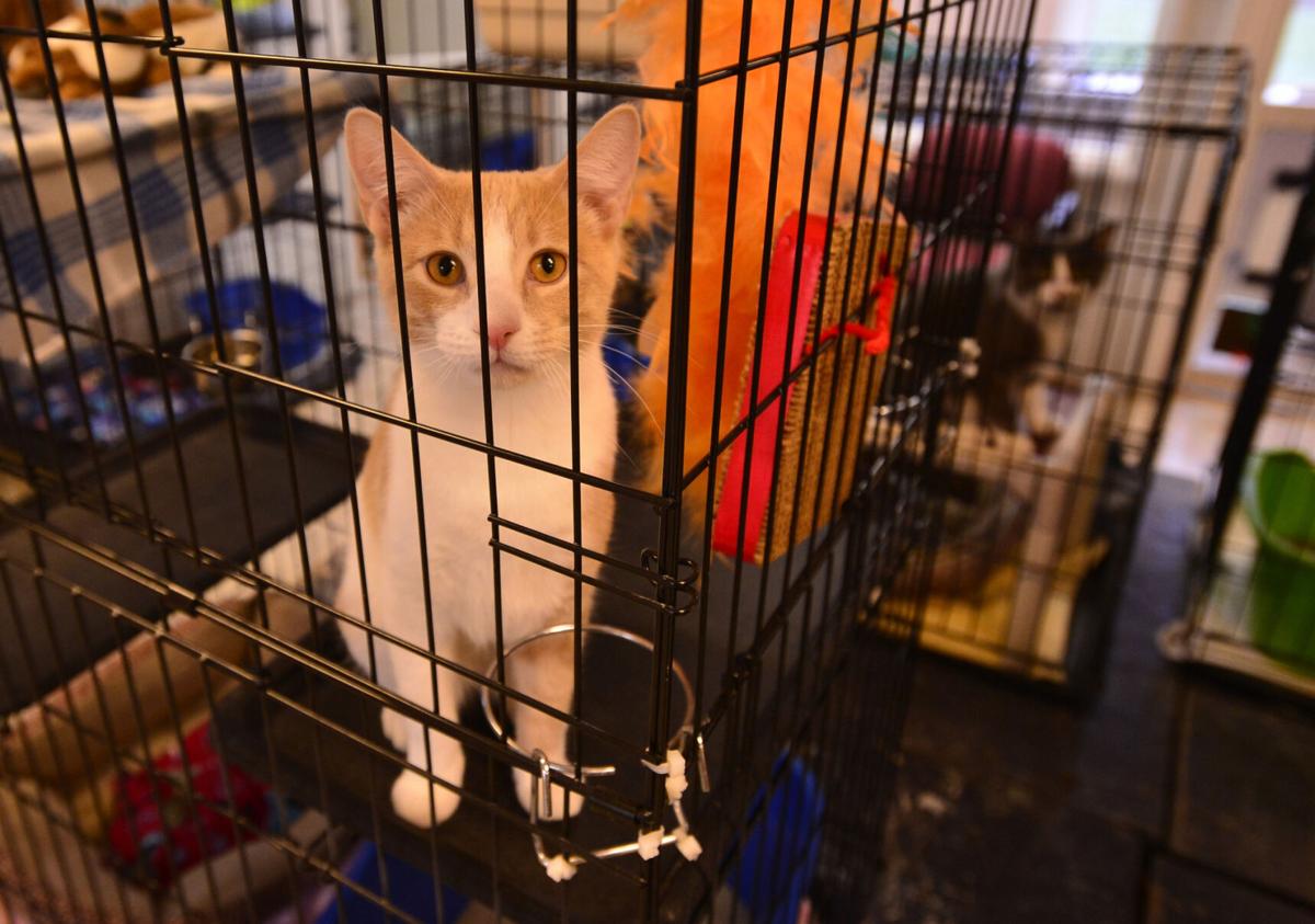 A Paw Sitive Experience Animal Shelters Adapt To Covid 19 Pandemic Top Story Thedailynewsonline Com