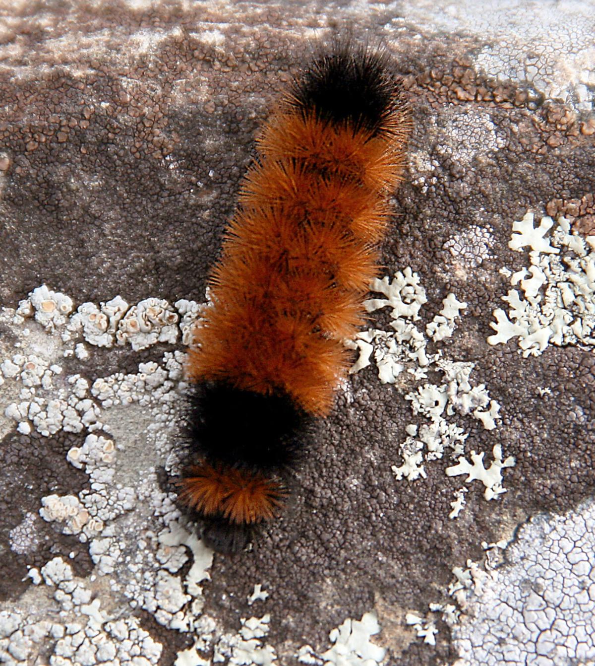 Master Gardener: Can a caterpillar predict the weather ...