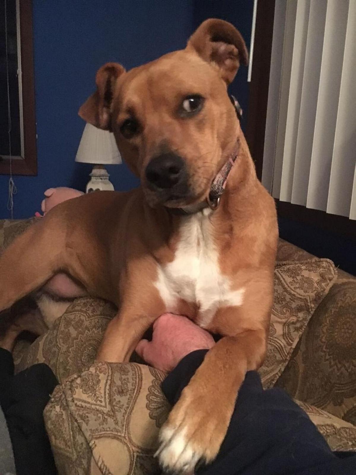 Desmit The Story Of How Rosie The Cartoon Dog Got Her Nickname Editorials Thedailynewsonline Com