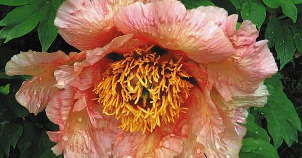 Linwood Tree A legacy of color: Linwood Gardens celebrates tree peony collection ...