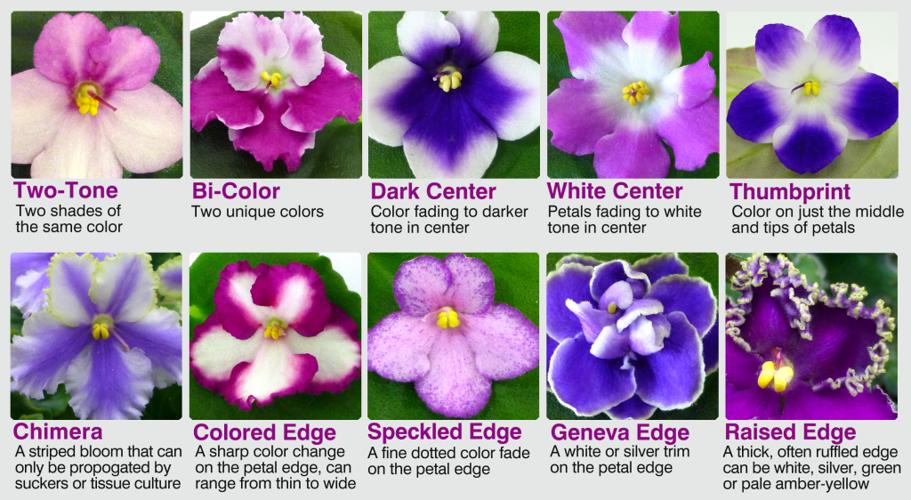 Plants similar to discount african violets