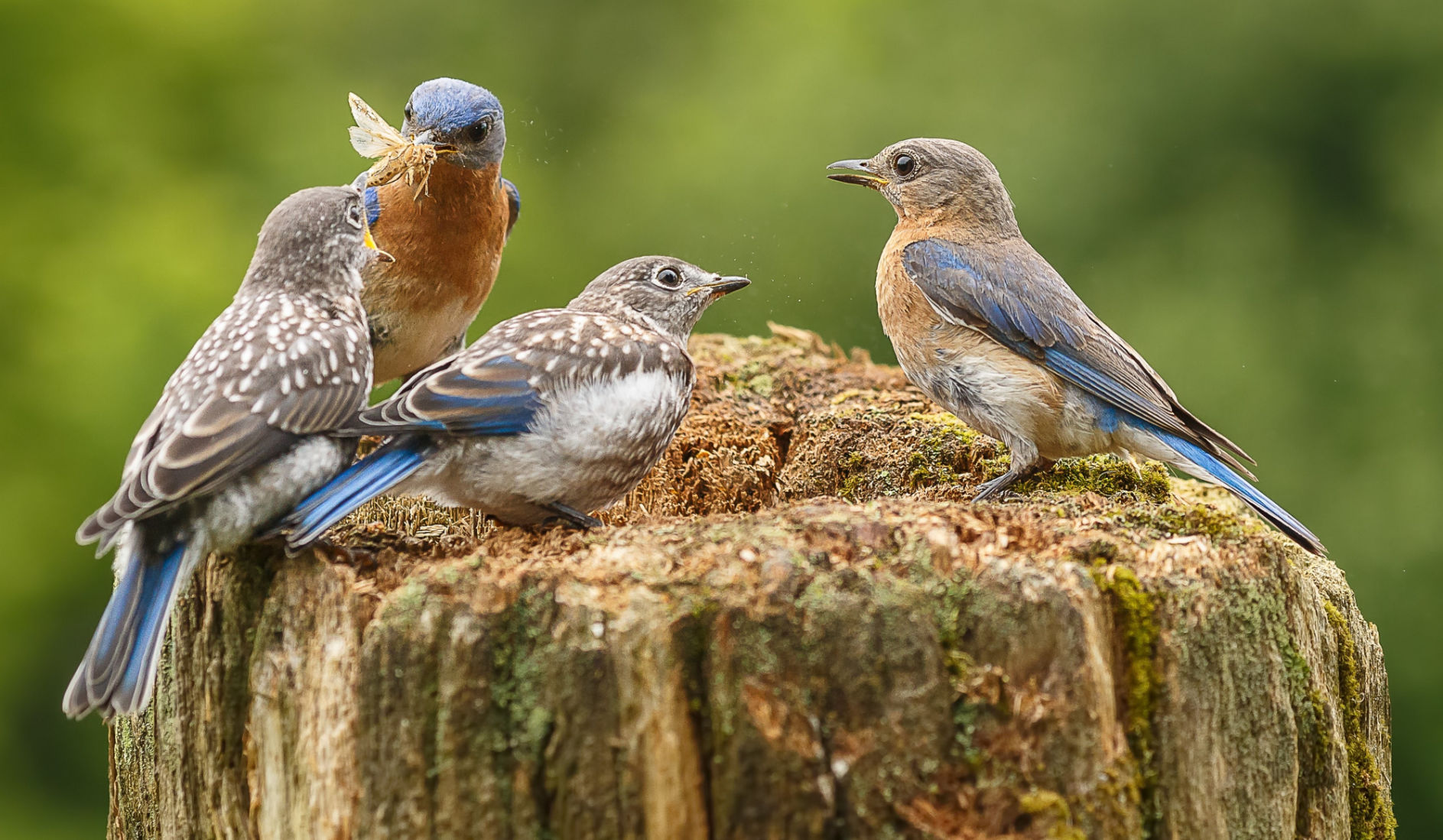 Cornell Lab Of Ornithology Invites Participants To “NestWatch ...