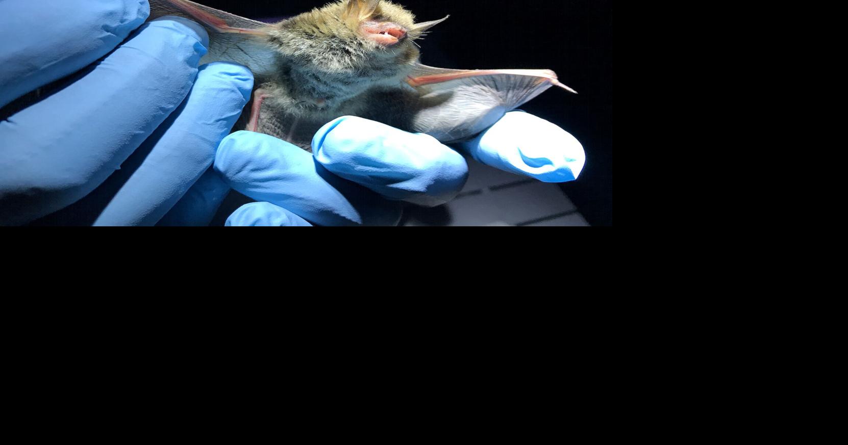 Late summer nights bring out the bats; GO Health offers advice to avoid ...