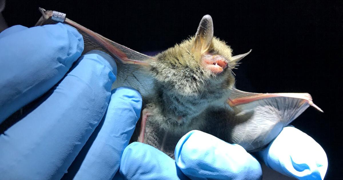 Omafra Bat Risk Late summer nights bring out the bats; GO Health offers advice to avoid ...