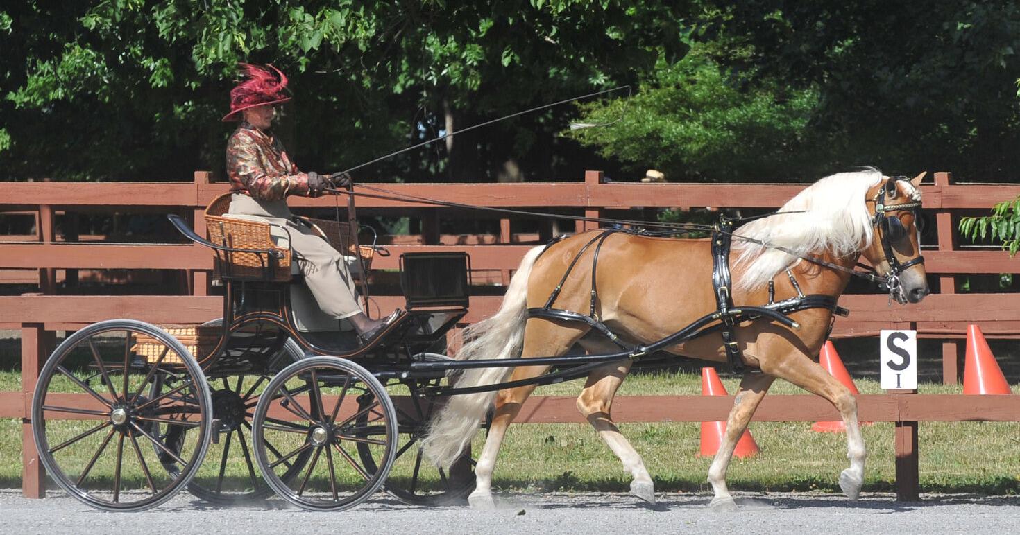 Carriage driving event set for Batavia - Vimarsana News