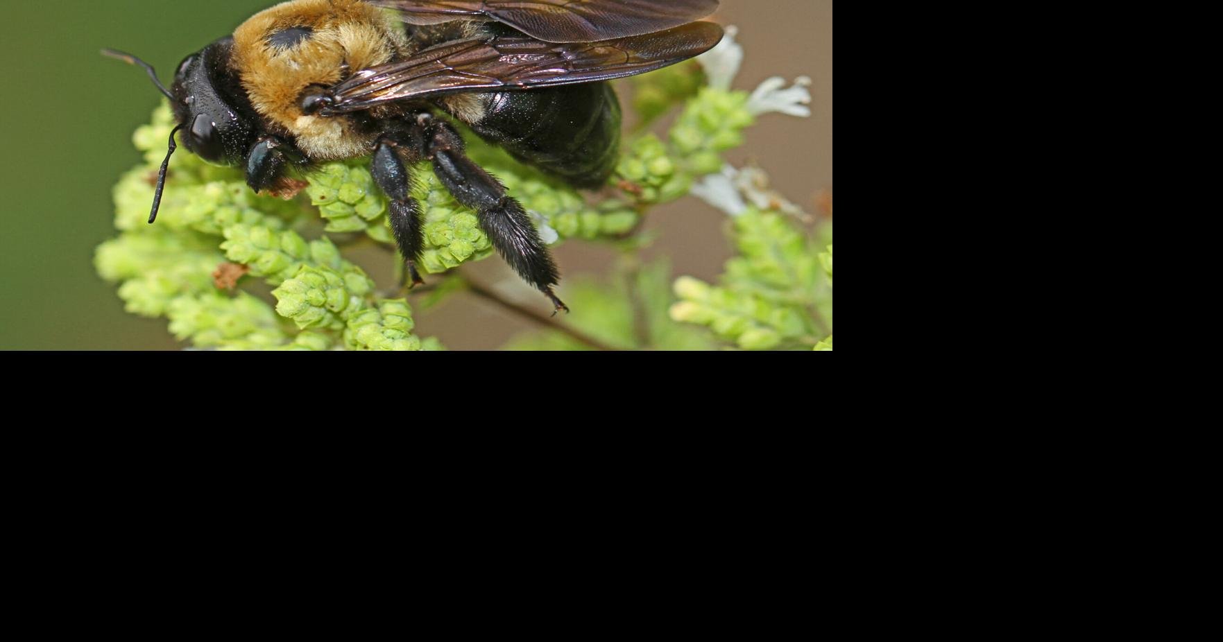 Master Gardener: Carpenter bees are great pollinators with a mixed reputation