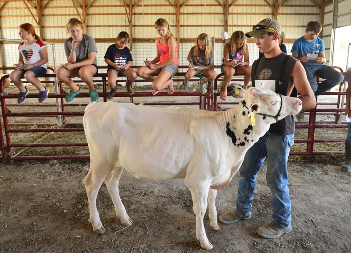Dairy judging builds confidence News