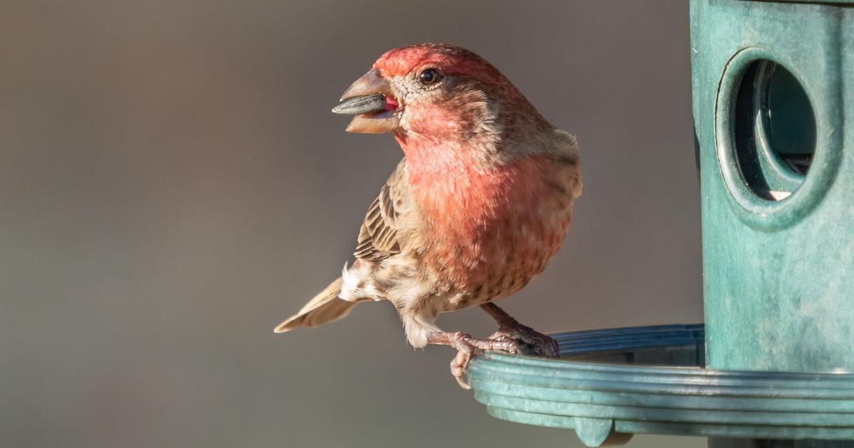 Feathered Friends: Bird activity on the rise as April arrives | Lifestyles