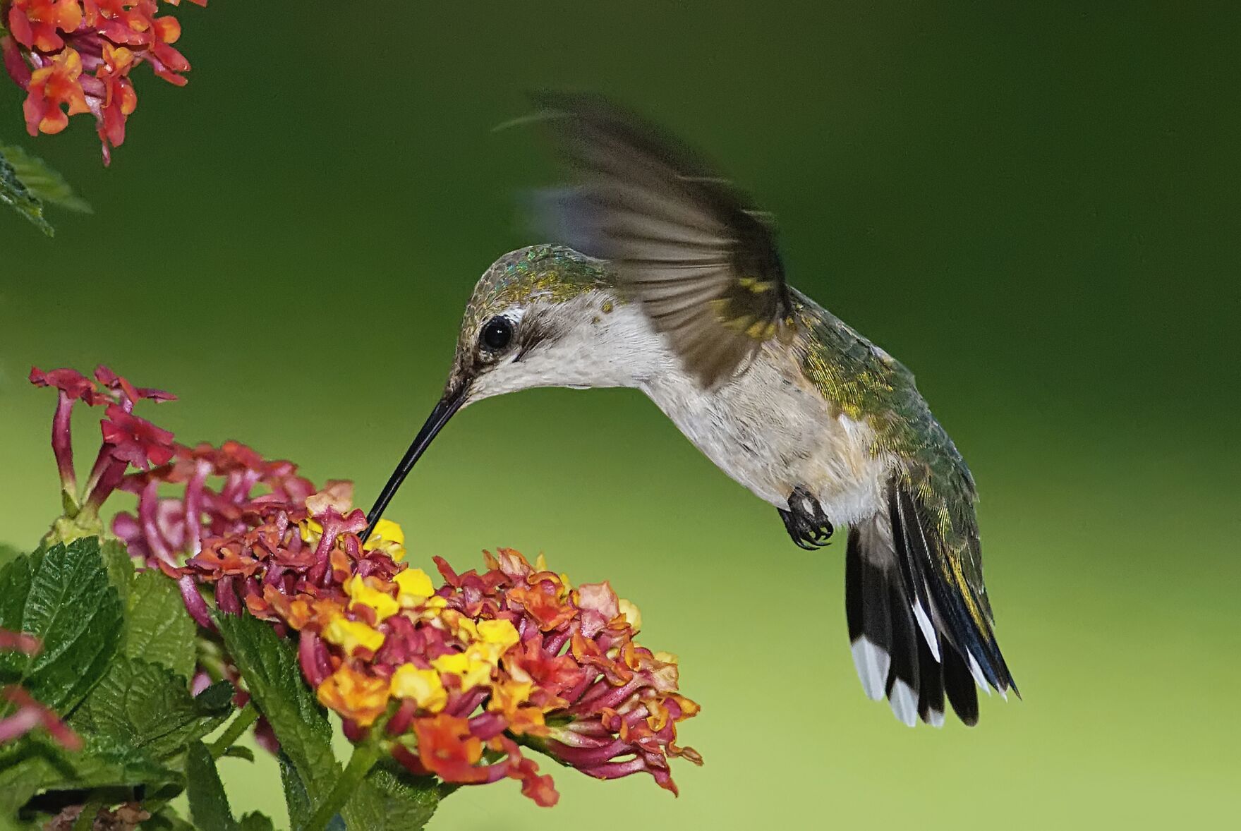April Native Master Gardener: April is Native Plant Month | Lifestyles ...