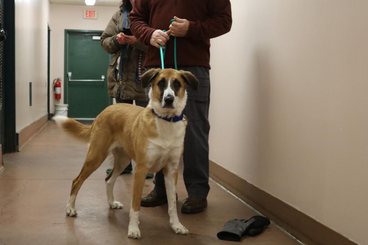 Three Path To Home Graduates Still Searching For Fur Ever Friends News Thedailynewsonline Com