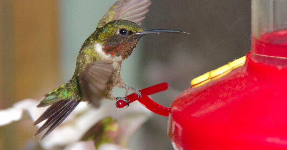 Feathered Friends: Here’s why I’m excited about May! | Lifestyles Feathered Friends: Here’s why I’m excited about May! | Lifestyles
