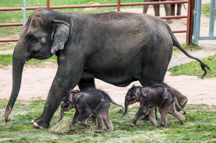 Extremely rare twin elephants born at Syracuse zoo