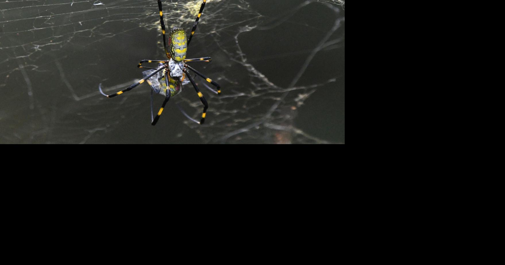 Large spiders the size of your palm are popping up across the US. Here’s why you shouldn’t be afraid