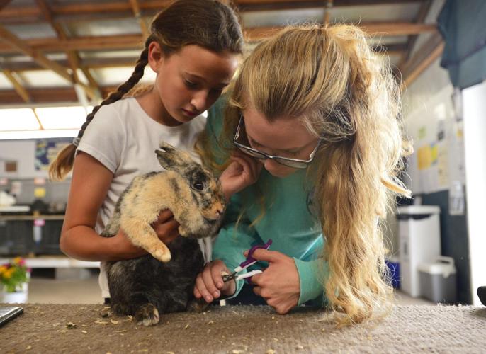 PHOTOS A busy Tuesday at the Orleans County 4H Fair Local News