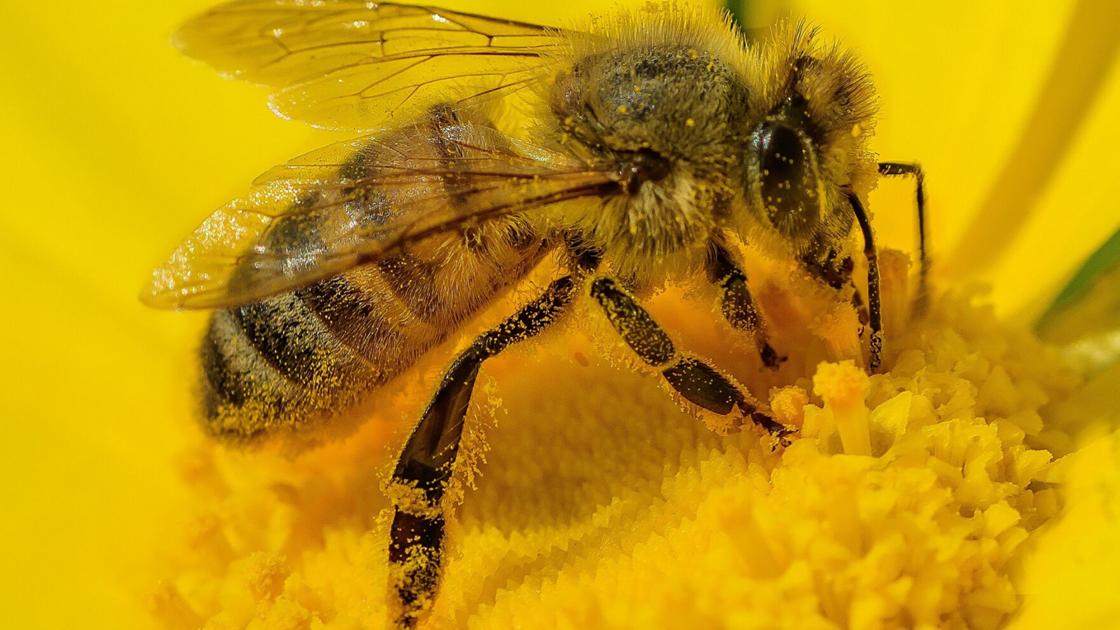 ‘Bee’ ready for insect stings | Existence
