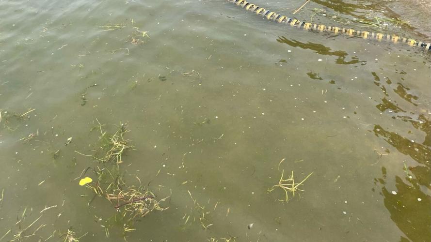 Harmful algal blooms reported throughout Conesus Lake Public Service