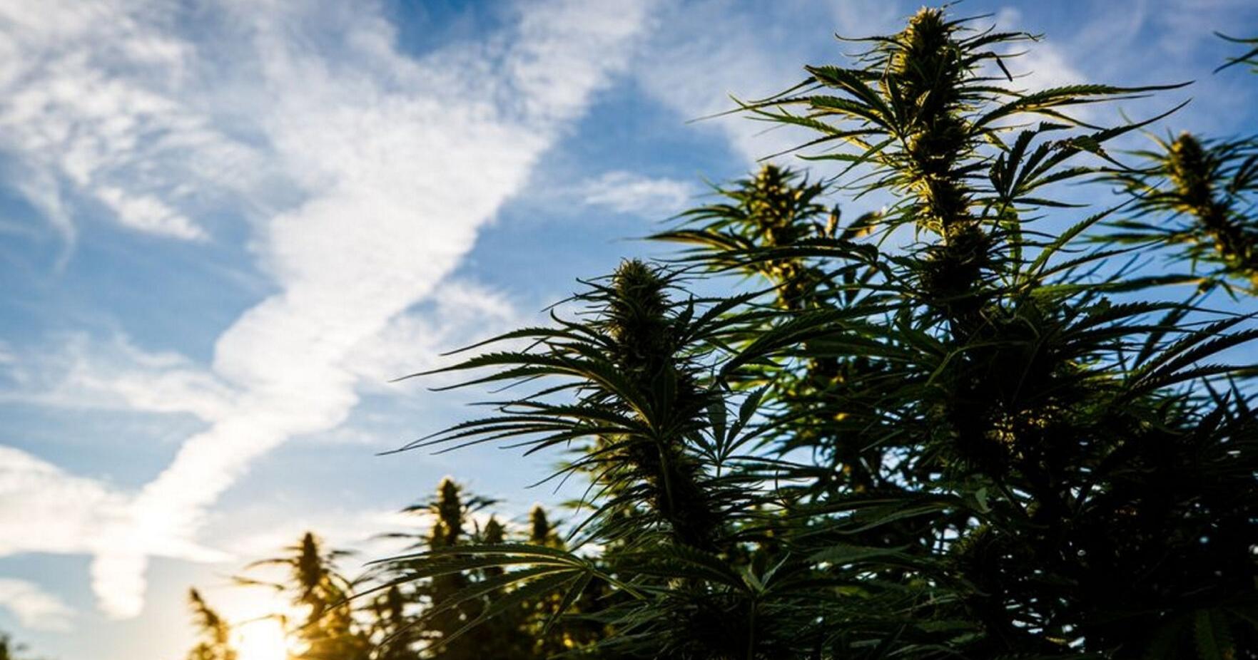 Cannabis popup shops are coming to NY; Control Board approves "Grower's Showcase's" to clear backlog of unsold pot | Top Story - Vimarsana News