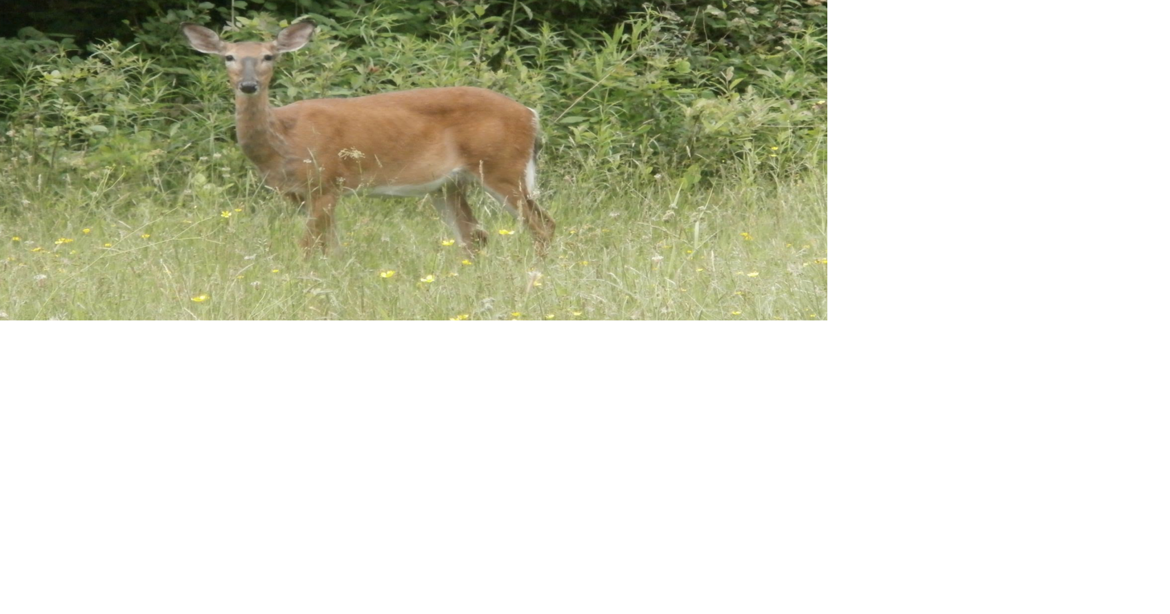 DEC aims to increase antlerless deer harvest