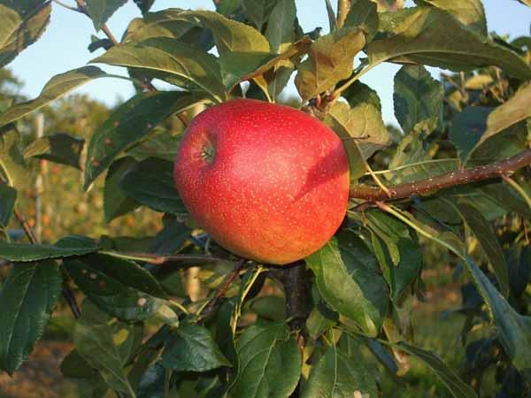 SweeTango - Washington Apples