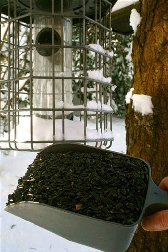 make your own bird feeder