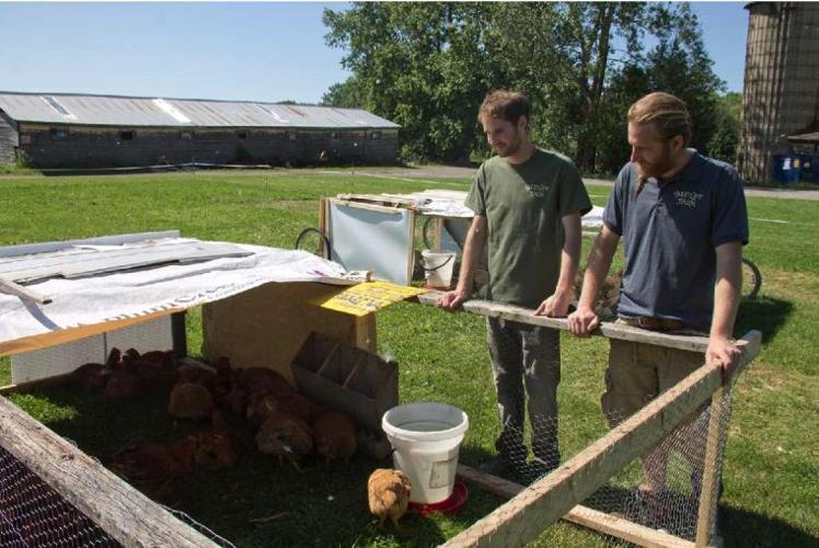 Albion farm focuses on pastureraised poultry News