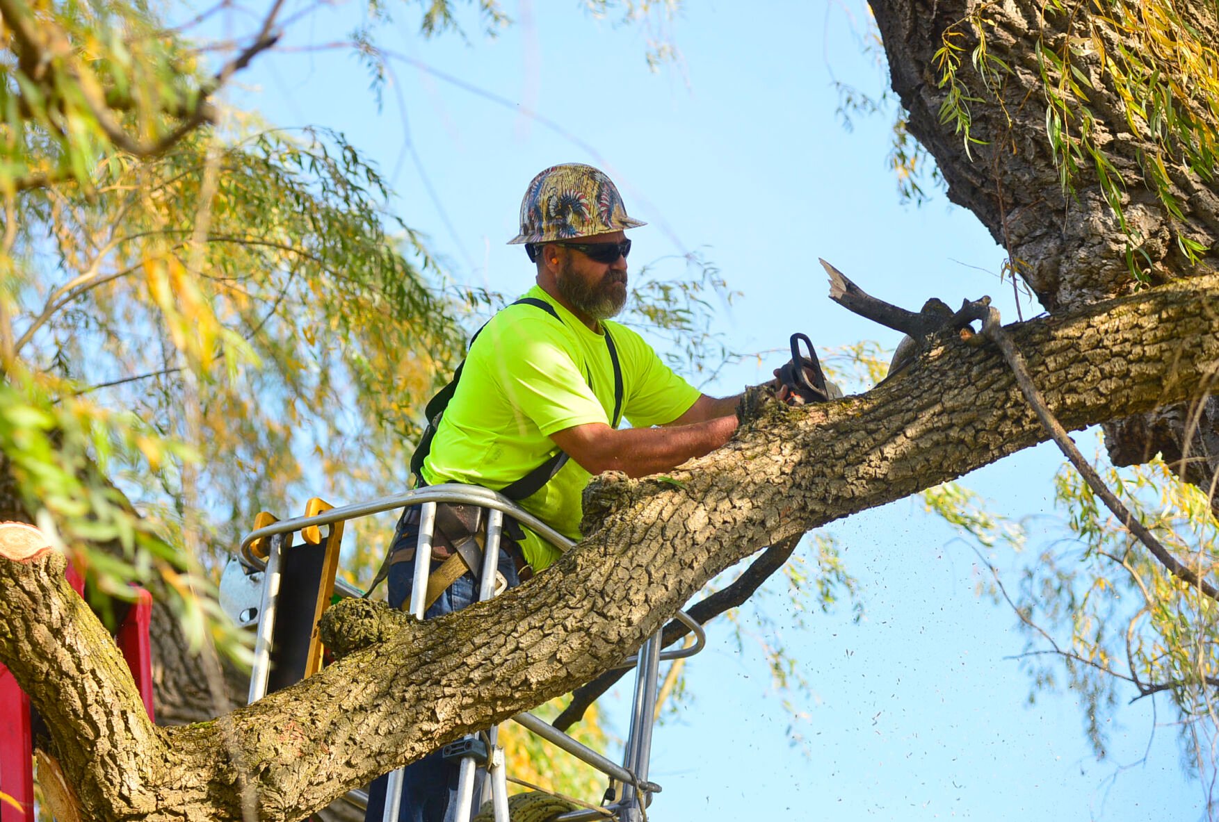 Batavia High School's Willow Tree Gets Some TLC | News ...