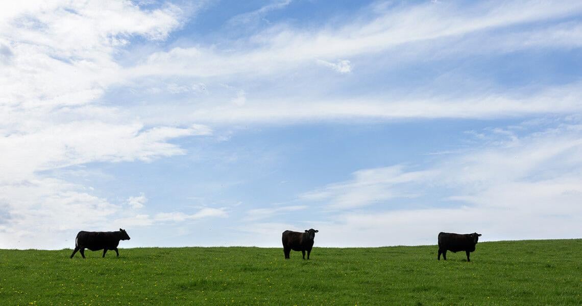 Study: Northeast farmers could profit from grass-fed beef if they expand, join forces
