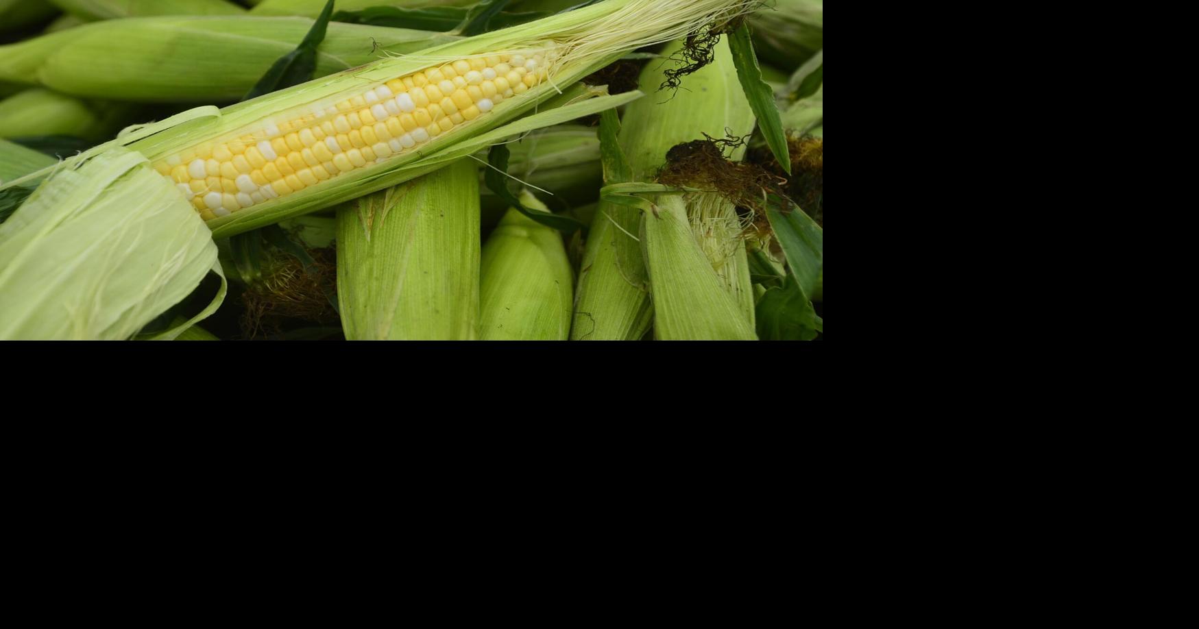 Local history: Corn made its mark in the GLOW region | Lifestyles ...