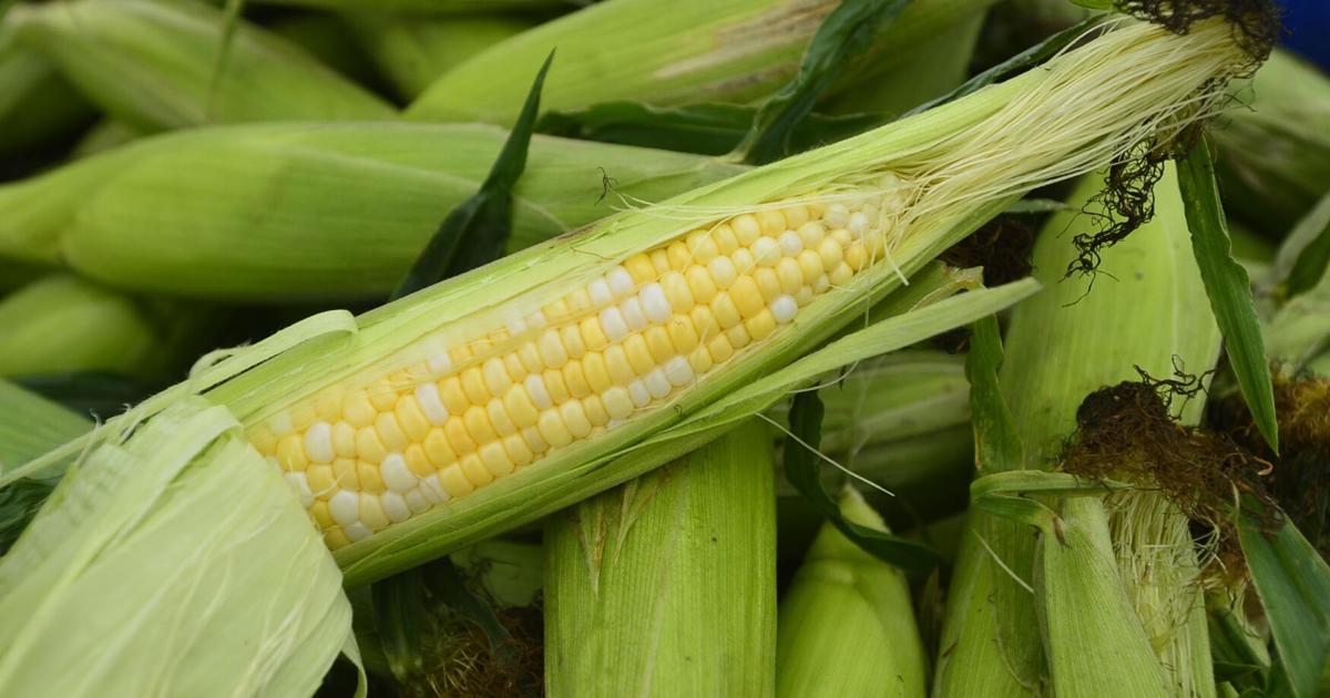 Marking Corn Local history: Corn made its mark in the GLOW region | Lifestyles ...