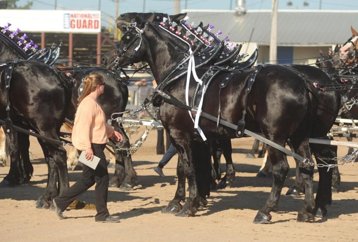 PHOTO GALLERY SixHorse Hitch Friday at the Genesee County Fair