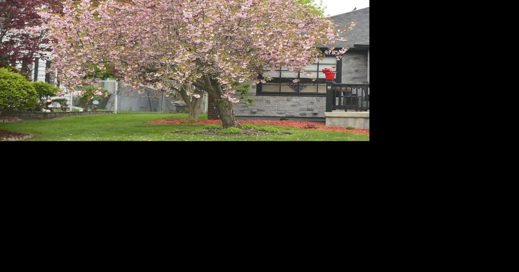 Master Gardener: Gardening beneath trees is possible with care