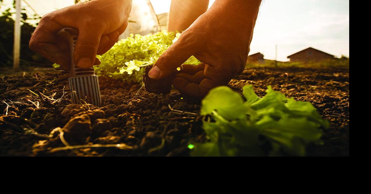 Tips for the gardening beginner | Special Sections