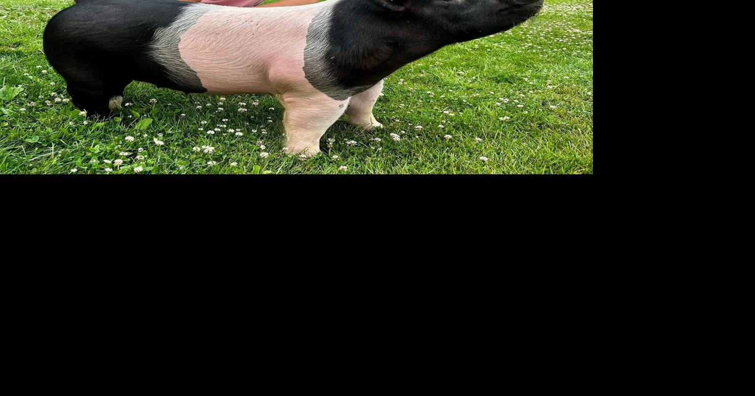 Bliss siblings raise pigs for Market Hog Show | Special Sections ...