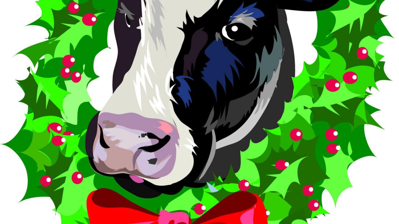 Dairy Princess: Cow stays up for Christmas - Vimarsana News