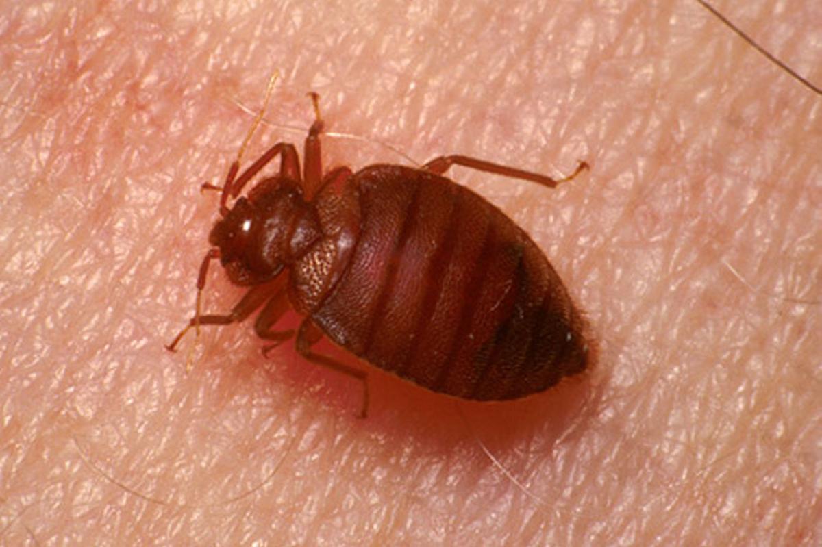 Year-Round Guide To Bed Bugs In Maryland